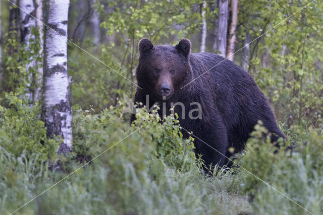 Bruine beer (Ursus arctos)