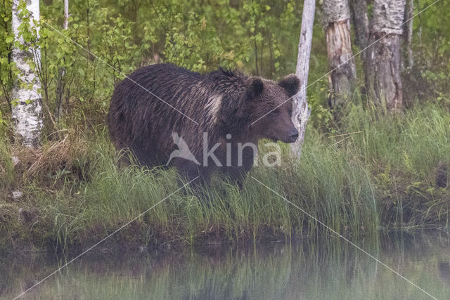 Bruine beer (Ursus arctos)