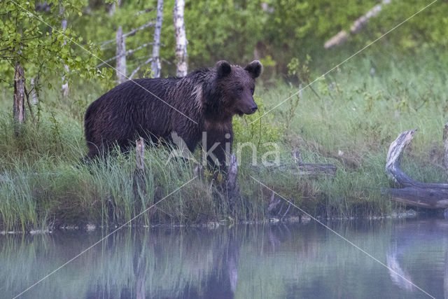 Bruine beer (Ursus arctos)