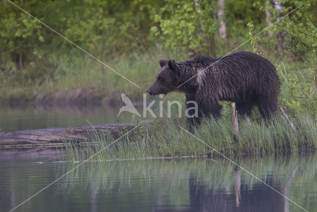 Bruine beer (Ursus arctos)