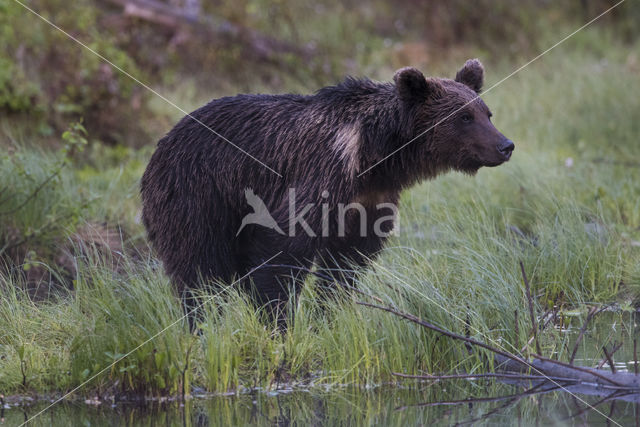 Bruine beer (Ursus arctos)