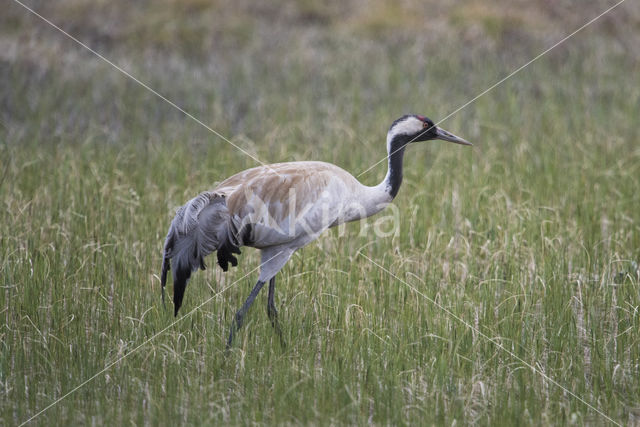 Common Crane (Grus grus)