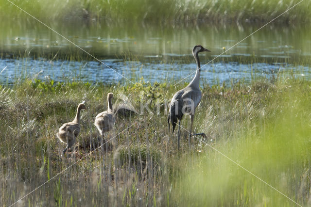 Kraanvogel (Grus grus)