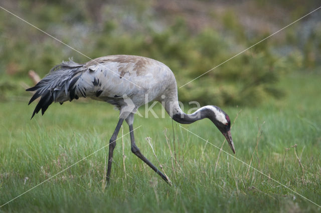 Common Crane (Grus grus)