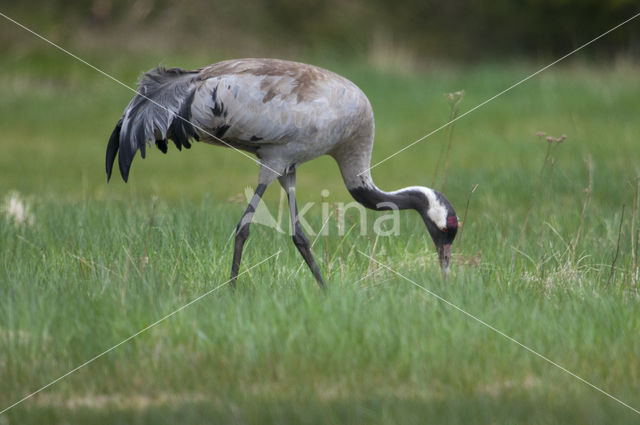 Kraanvogel (Grus grus)