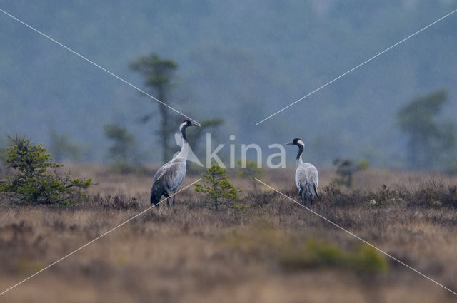 Kraanvogel (Grus grus)