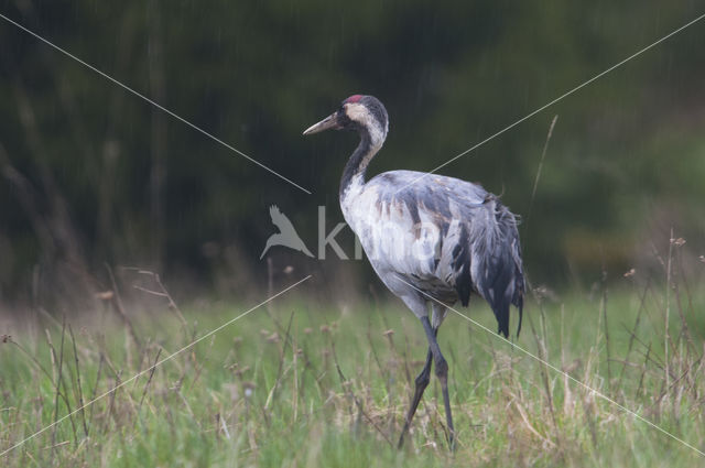 Kraanvogel (Grus grus)