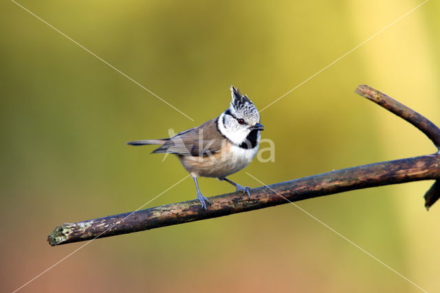 Kuifmees (Parus cristatus)