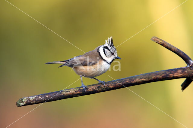 Kuifmees (Parus cristatus)