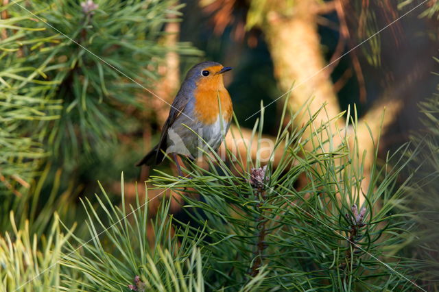 European Robin (Erithacus rubecula)