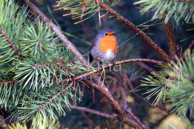 European Robin (Erithacus rubecula)