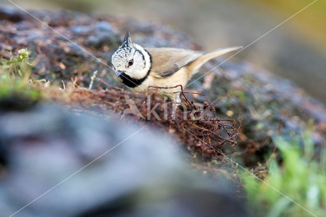 Kuifmees (Parus cristatus)