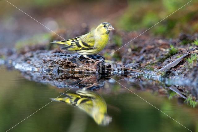 Eurasian Siskin (Carduelis spinus)