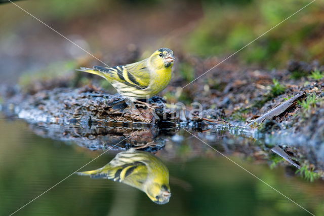 Eurasian Siskin (Carduelis spinus)