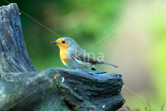 European Robin (Erithacus rubecula)