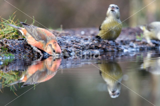 Red Crossbill (Loxia curvirostra)