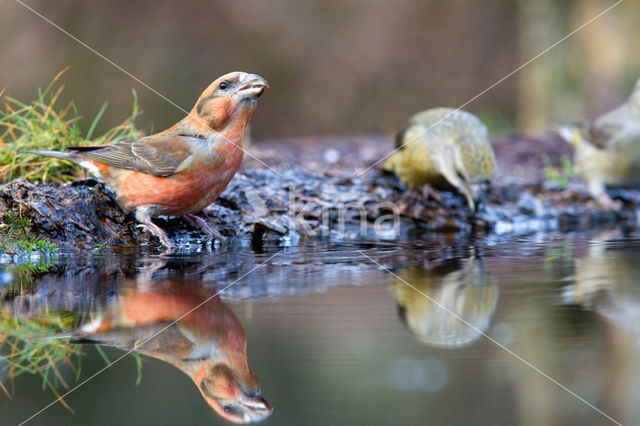 Red Crossbill (Loxia curvirostra)