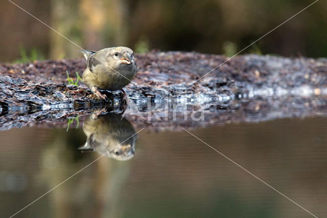 Red Crossbill (Loxia curvirostra)