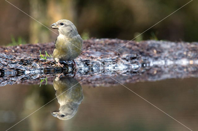 Red Crossbill (Loxia curvirostra)