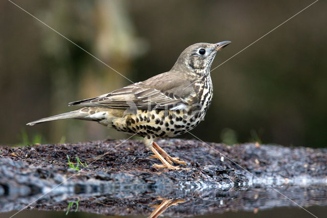 Zanglijster (Turdus philomelos)