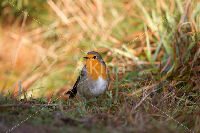 European Robin (Erithacus rubecula)