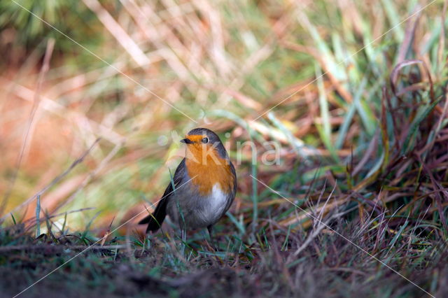 European Robin (Erithacus rubecula)