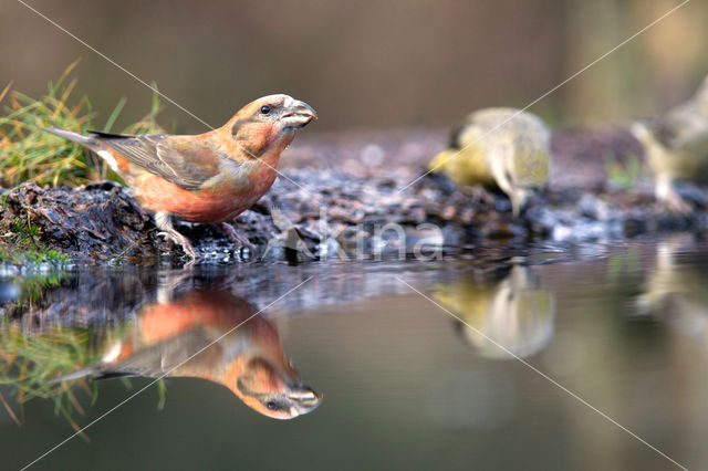 Red Crossbill (Loxia curvirostra)