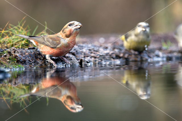 Red Crossbill (Loxia curvirostra)