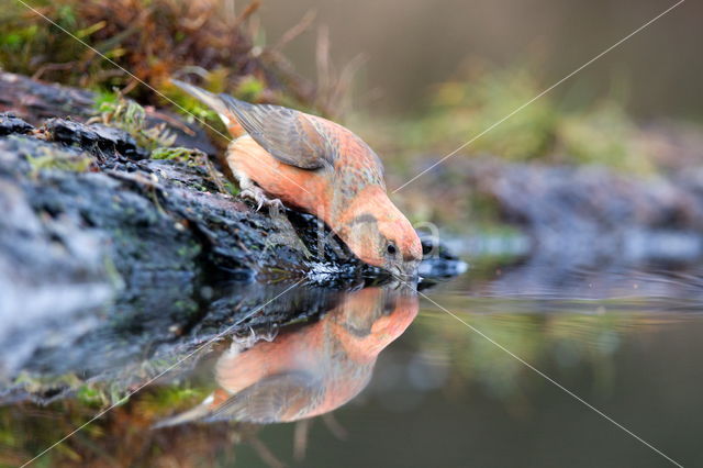 Red Crossbill (Loxia curvirostra)