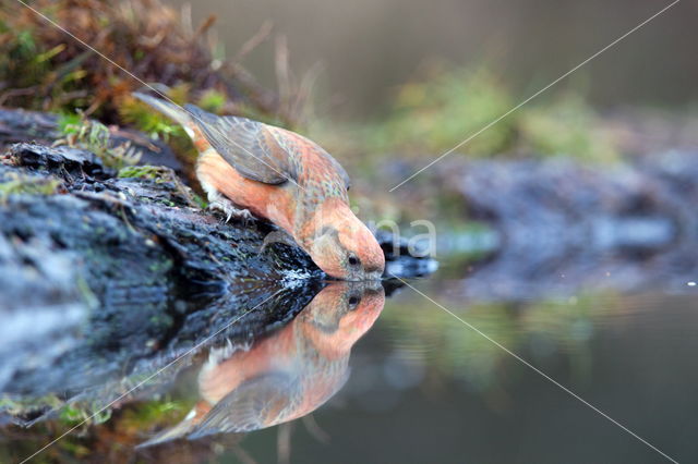 Kruisbek (Loxia curvirostra)