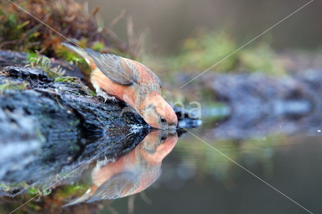 Red Crossbill (Loxia curvirostra)