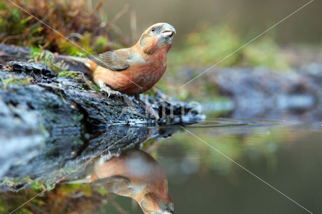 Red Crossbill (Loxia curvirostra)