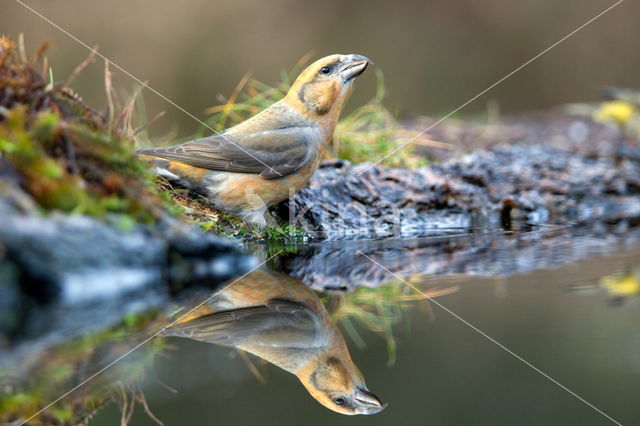 Red Crossbill (Loxia curvirostra)