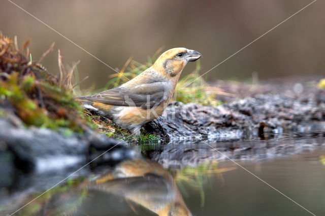 Red Crossbill (Loxia curvirostra)