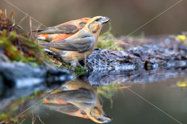 Red Crossbill (Loxia curvirostra)