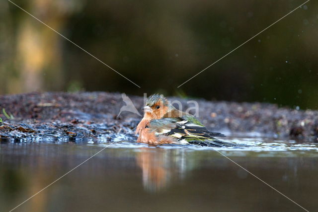 Vink (Fringilla coelebs)