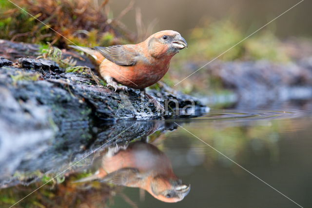 Red Crossbill (Loxia curvirostra)