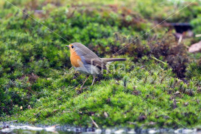 British Robin (Erithacus rubecula melophilus)