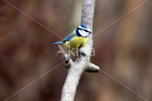 Blue Tit (Parus caeruleus)