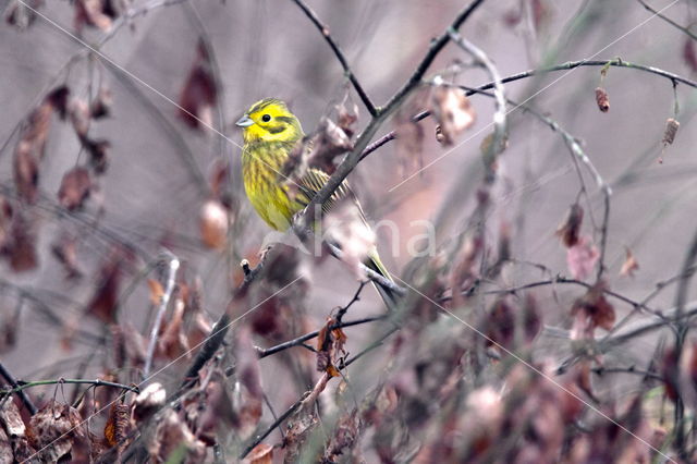 Yellowhammer (Emberiza citrinella)