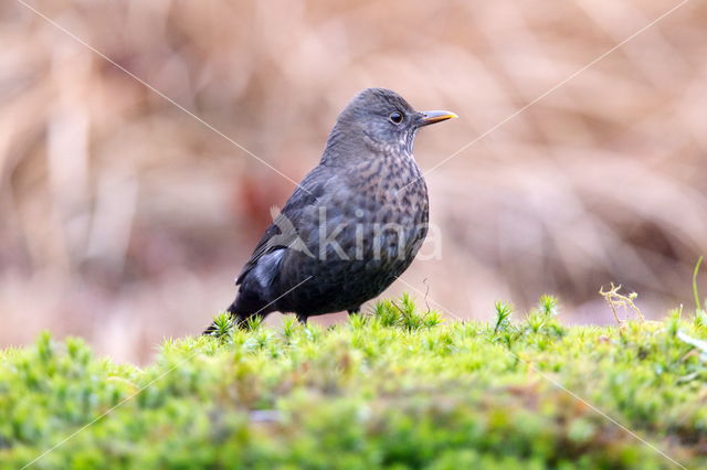 Eurasian Blackbird (Turdus merula)