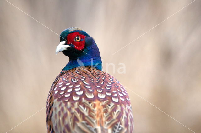 Ring-necked Pheasant (Phasianus colchicus)