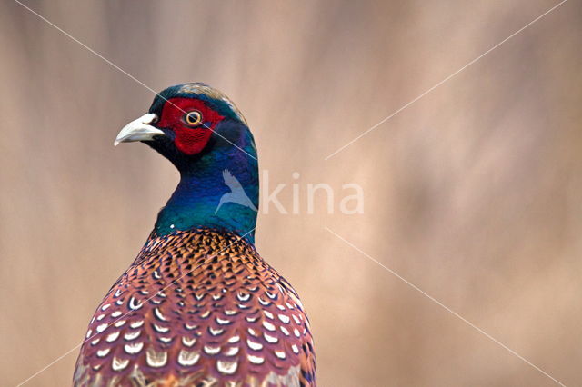 Ring-necked Pheasant (Phasianus colchicus)