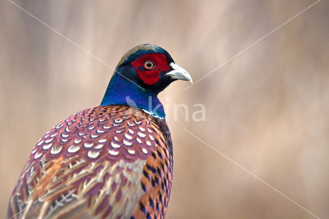 Ring-necked Pheasant (Phasianus colchicus)