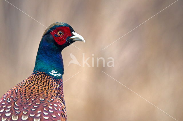 Ring-necked Pheasant (Phasianus colchicus)