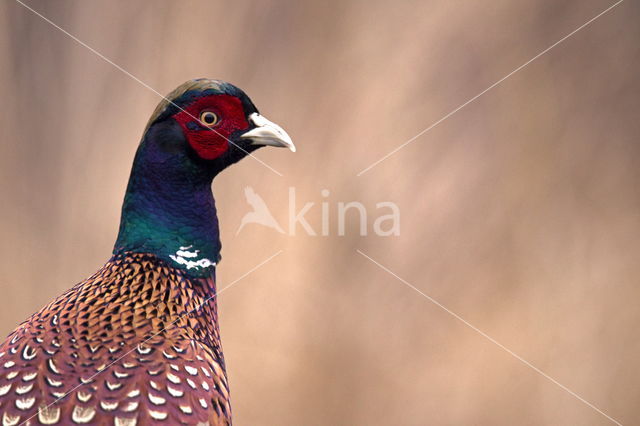 Ring-necked Pheasant (Phasianus colchicus)