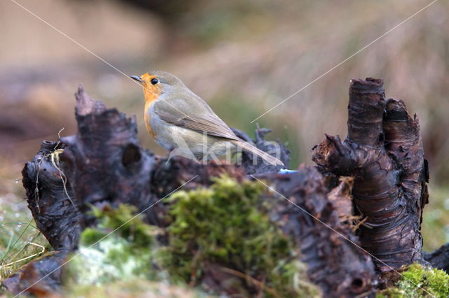 European Robin (Erithacus rubecula)