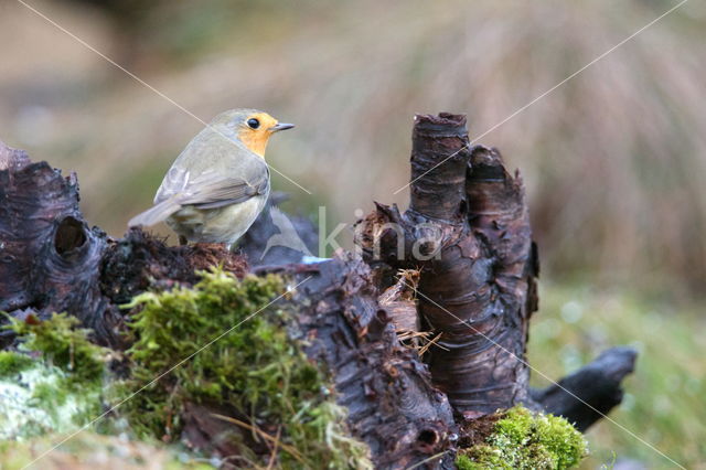 European Robin (Erithacus rubecula)