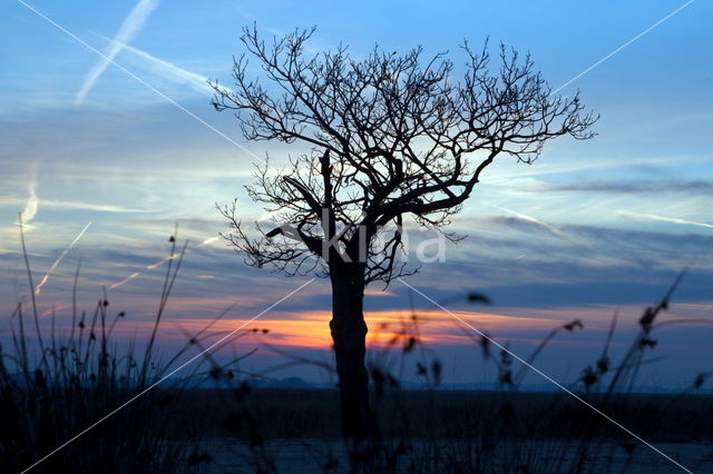 Dwingelderveld