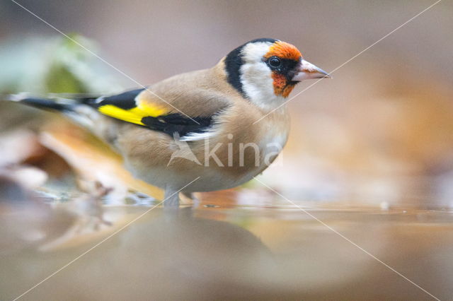 European Goldfinch (Carduelis carduelis)